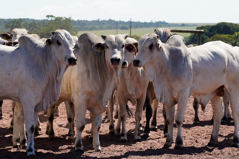 Sistema Famato | Suspensão da União Europeia desafia MT a buscar novos mercados para a carne bovina