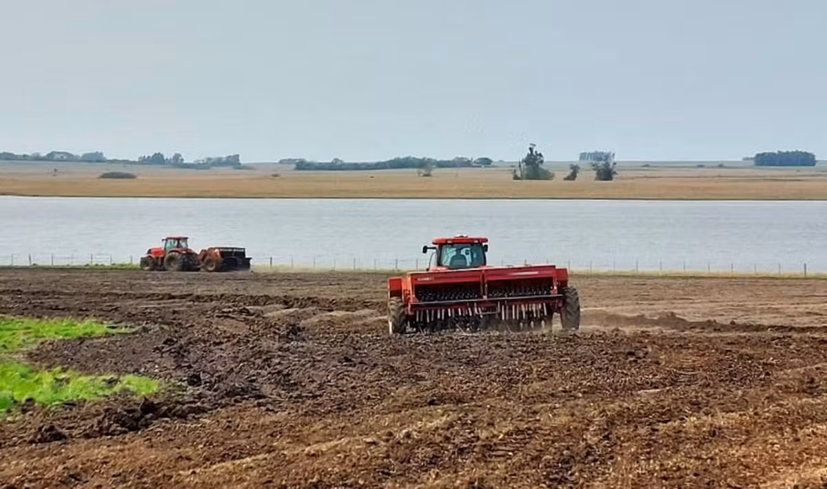 Plantio do arroz alcança 36% da área prevista no Rio Grande do Sul