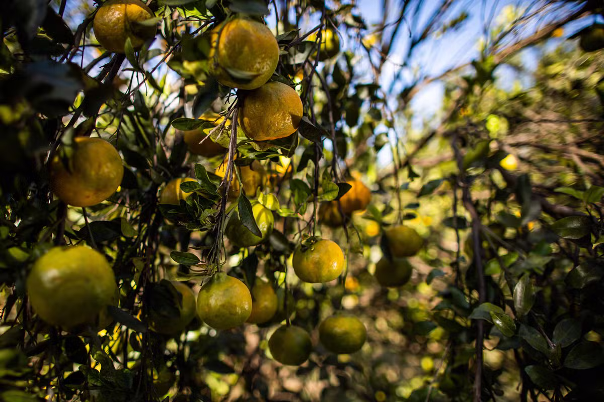 É possível um pé de mexerica dar dois tipos de frutos? Saiba mais