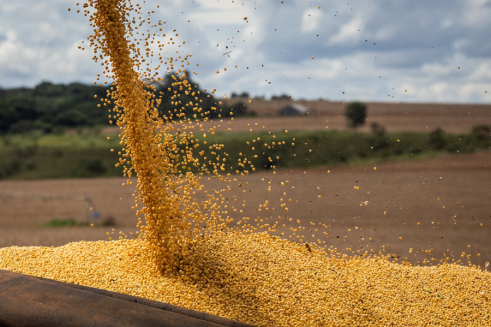 Sistema Famato | Imea: Mato Grosso semeia 10,23% da soja e mantém ritmo abaixo da safra 2025/26
