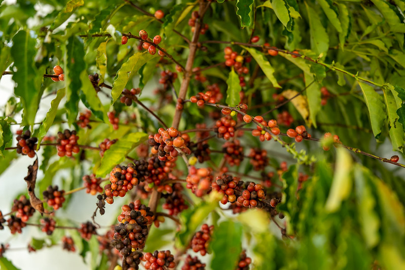 Sistema Famato | Sistema Famato destaca avanço da produção de café em Mato Grosso