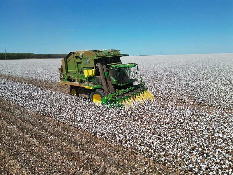 Sistema Famato | Produção de algodão cai 6,92% mesmo com rendimento recorde por hectare em MT, aponta Imea