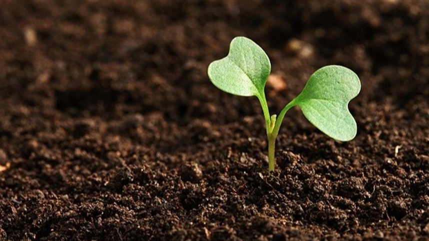 Células vegetais podem mudar de identidade