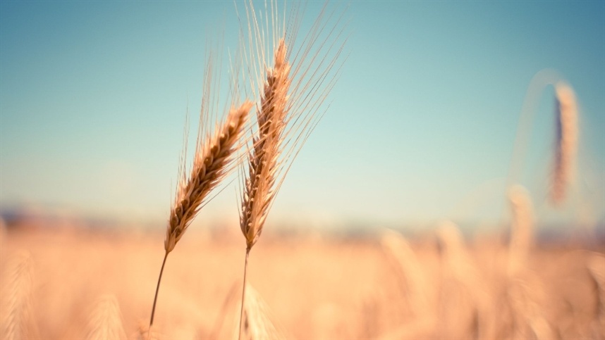 Chuvas ameaçam a qualidade do trigo e preocupam produtores