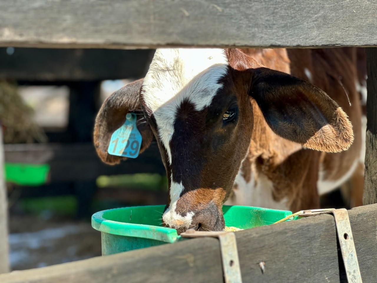 Sistema Famato | Dia da Pecuária: bovinocultura e diversidade da produção animal movimentam Mato Grosso