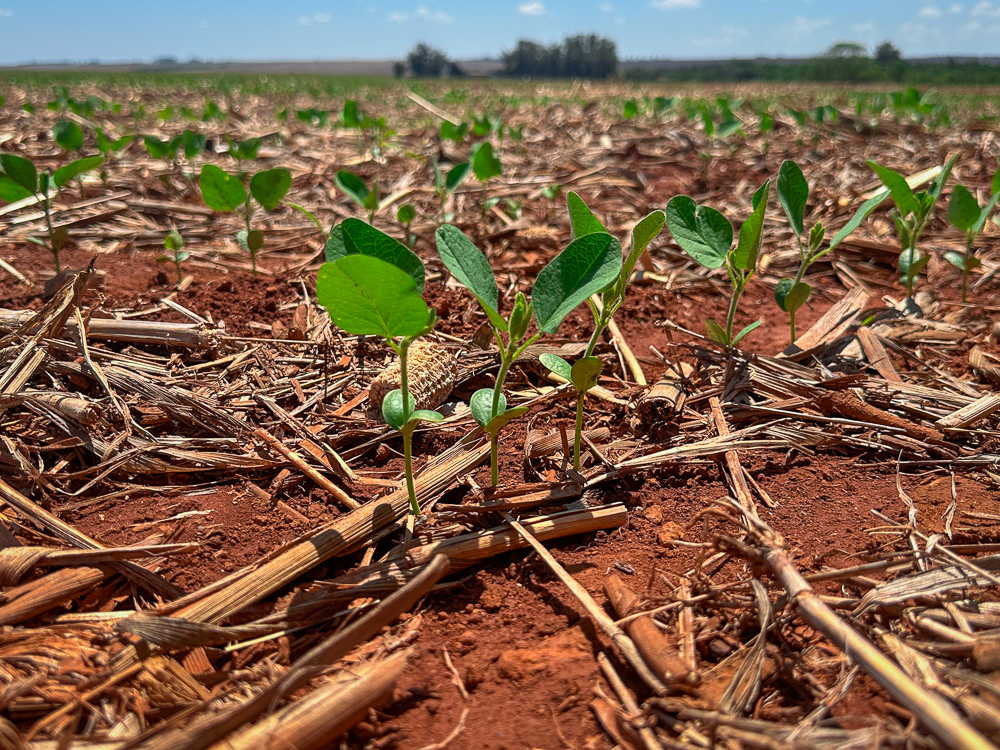 Sistema Famato | Mato Grosso semeia 33% da soja e recupera ritmo de plantio na safra 2026/27
