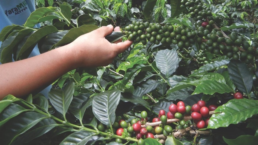 Projeto registra alta de 25,8% na produção de café