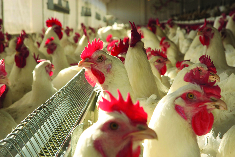 Sistema Famato | Mato Grosso registra maior volume de exportação de frango em 9 anos, aponta Imea
