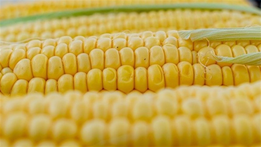 Mato Grosso exporta 7,61 milhões de toneladas de milho