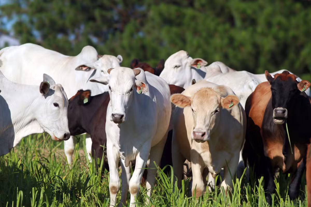 Preço do boi gordo começa a semana com altas em diversas regiões
