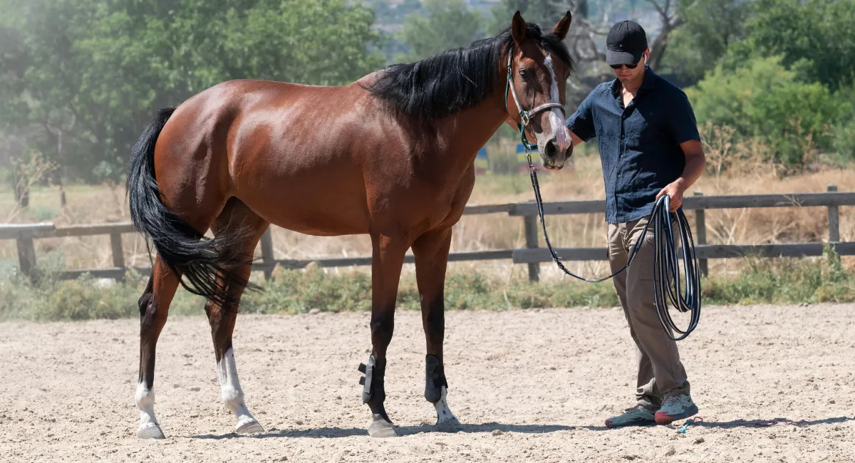 O cavalo sente quando alguém está com medo? Estudo explica