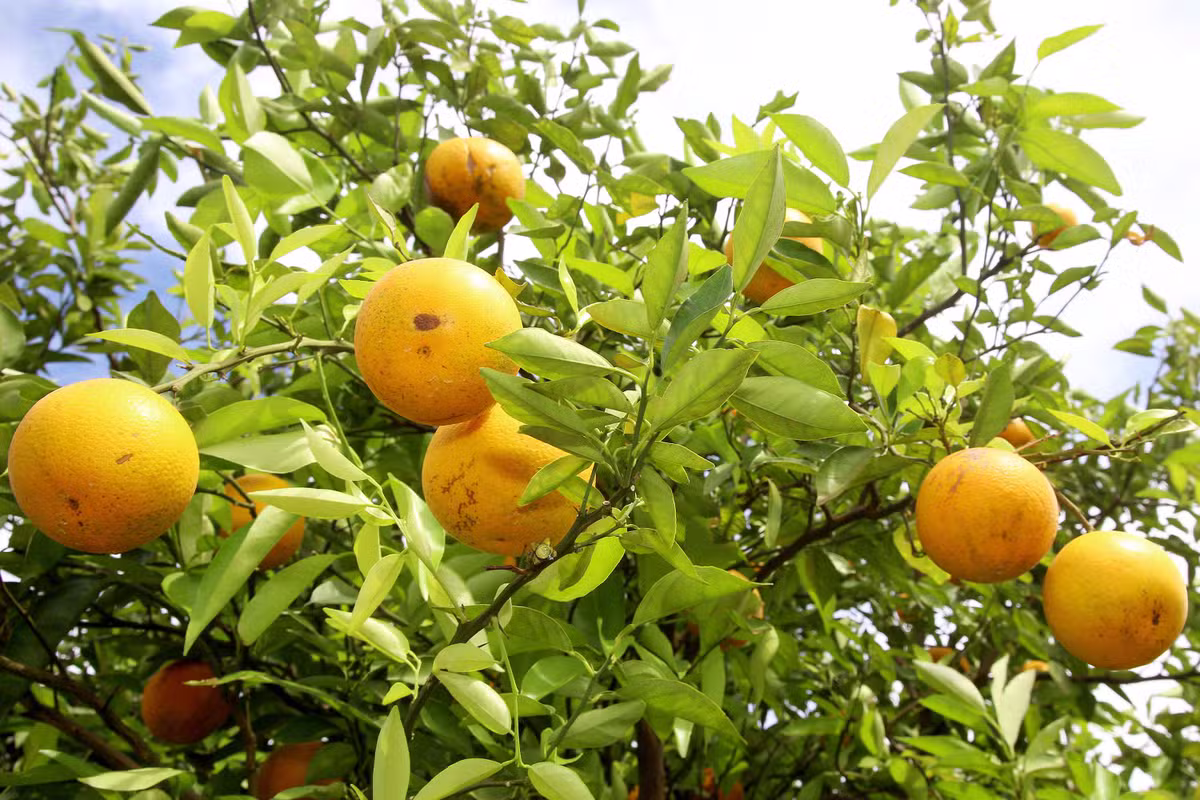 Municípios de MG aprovam leis para evitar doença que destrói a produção de laranja