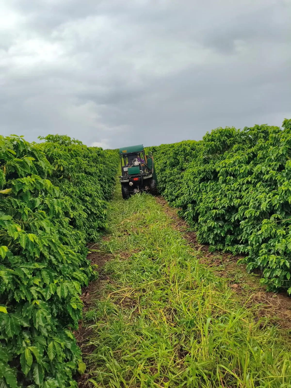 Projeto busca melhorar eficiência de café regenerativo no Cerrado