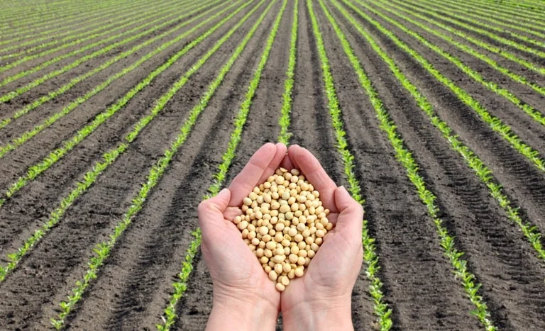 Plantio de soja é foco do produtor brasileiro; mercado apresenta reação? Confira os preços de hoje