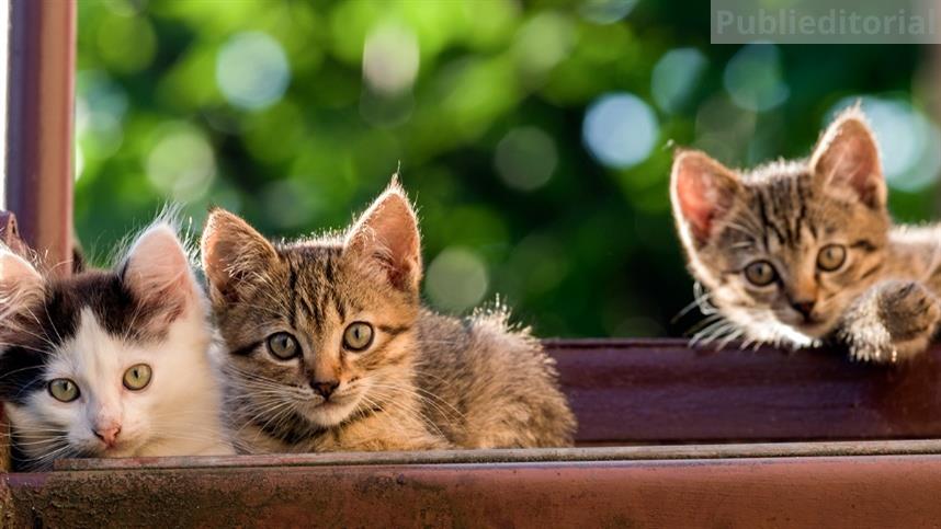 Brasil já tem 33,3 milhões de gatos e amplia demanda por cuidados especializados